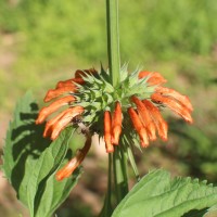 Leonotis nepetifolia (L.) R.Br.